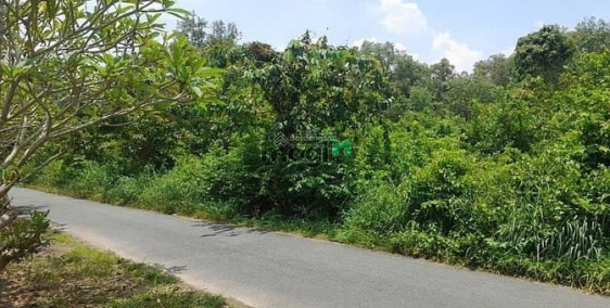 Bán đất thổ cư: Đất Tăng Thị Hội xã An Nhơn Tây huyện Củ Chi, tiềm năng tăng giá