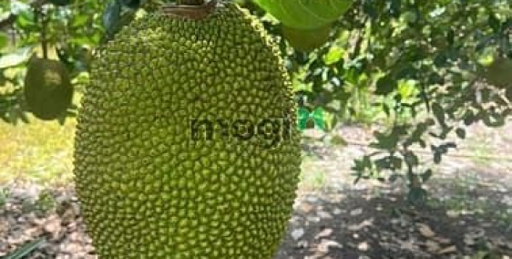 Bán nhà riêng: 1516m² đất tại Túc Trưng – Mảnh lớn, giá mềm 800 triệu