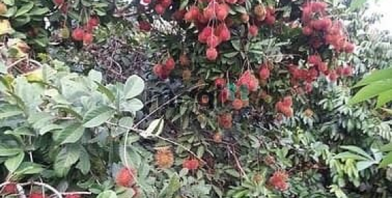 Bán nhà riêng: Bán đất 4500m² – Định Quán, giá siêu hấp dẫn 1 tỷ 7