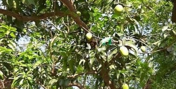 Bán nhà riêng: Bán đất Sông Nhạn – Cẩm Mỹ, Đồng Nai – 104,6m², giá 490 triệu