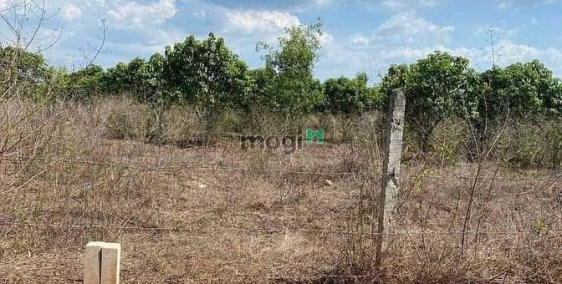 Bán nhà riêng: Chính chủ cần bán 1000m2 đất trồng xoài Thái giá rẻ