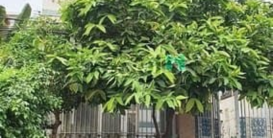 Bán nhà riêng: MT nội bộ Hoàng Ngân Q8, 320m2 16x20 vuông, 3T có 25tr/th, 26.5 t