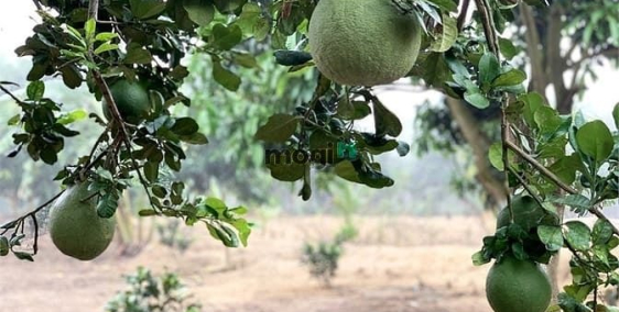 Bán đất thổ cư: Bán 13.623 m² Đất Vườn trái cây | Xuân Bắc - Đồng Nai |Giá Chỉ 5