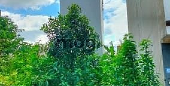 Bán đất thổ cư: MP_TDC_P.Lô Đoàn Quang Dung -35m Ở Kinh Doanh - Vỉa Hè Ô TÔ ĐỖ