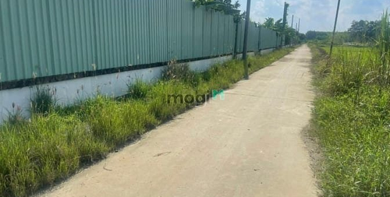 Bán đất nông, lâm nghiệp: Bán vườn Bưởi 493 m2 Bình Lợi gần đường Long Chiến giá