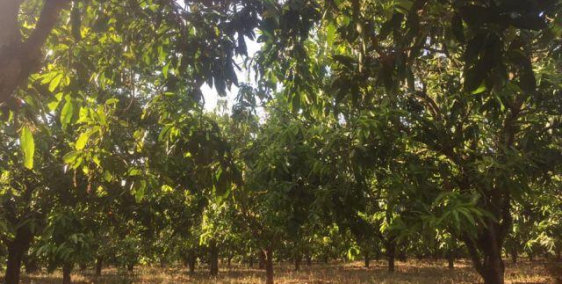 BÁN ĐẤT RẪY: 1,8 ha, sổ đỏ, giá 1,6 tỷ