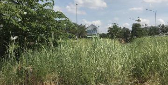 ✅[CẦN BÁN GẤP] LÔ ĐẤT MT ĐƯỜNG nguyễn cửu phú, BÌNH CHÁNH. GẦN CHỢ ĐỆM.