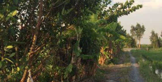 Bán đất Trang Trại gần Sông ngay Cầu Cây Xanh Bình Mỹ Huyện Củ Chi