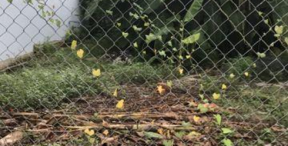 Bán đất đẹp vuông vức mặt tiền Bắc Hải, Quận 10. 72m2. 1,3 tỷ