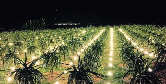 Siêu dự án nghỉ dưỡng ven vịnh biển đẹp nhất khu vực sở hữu lâu dài chỉ 1,2 tỷ