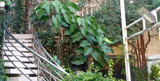 Bán Biệt thự cổ Võ Thị Sáu, Quận 3, 434m2, ngang 14m giá 139 tỷ còn thương lượng