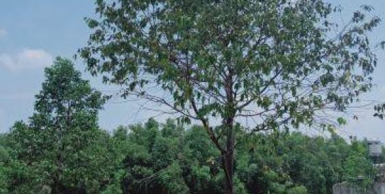 BÁN LÔ ĐẤT THỔ CƯ, VỊ TRỊ CỰC VIP, SHR, HỖ TRỢ VAY 70%