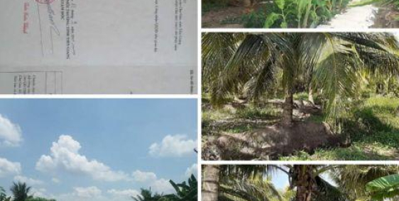 Bán rẻ 2 công đất trồng dừa giá 1,3 tỷ. LH 0356364919