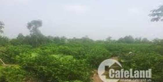 Chính chủ cần bán gấp 2000m2 đất ruộng huyện Bình Chánh giá 1,45 tỷ Liên Hệ : 0773067306