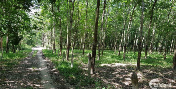 Bán đất chính chủ DT (980m2/Full Thổ). Giá (9tr/m2) Đường 762, Xã An Nhơn Tây, Củ Chi