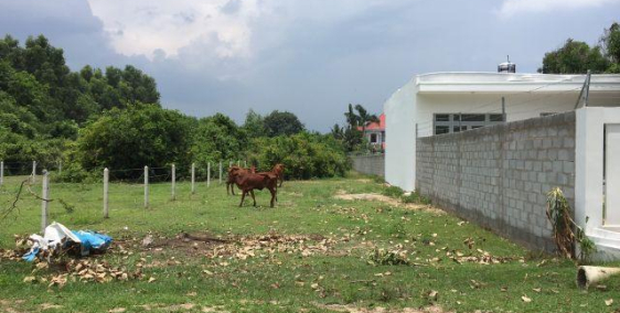 Chính chủ cần bán gấp lô đất 1 sẹc Nhận Đức-Củ chi.SHR