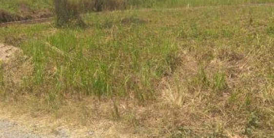 Đang cần vốn đầu tư sang lại gấp 780m2 đất TCLN giá 3.8 tỷ hẻm rải đá 6m