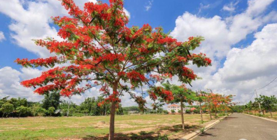 CỘNG ĐỒNG DÂN CƯ CAO CẤP - MÔI TRƯỜNG SỐNG VĂN MINH