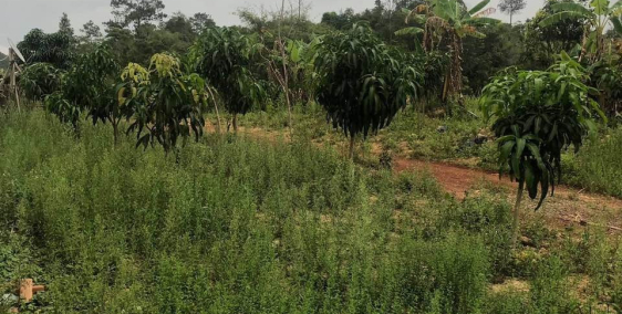 Đất Trang Trại ở Lâm Đồng, đường ô tô, giá chỉ 370 triệu/lô 5000 m2