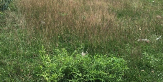 tôi cần bán gấp 300m2 đất thổ cư tại bình dương gần chợ và khu công nghiệp