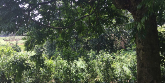 Cần bán gấp lô đất view đẹp tại Khoang Xanh, Ba Vì, giá 150 triệu/sào