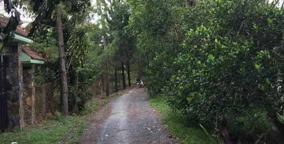 Chú Tư cần bán vườn trái cây đang cho quả mặt tiền Sông Lu xã Trung An Củ Chi