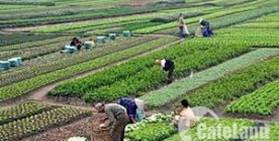 Chính chủ cần bán đất xã Phước Khánh, Nhơn Trạch, Đồng Nai, sổ hồng riêng.