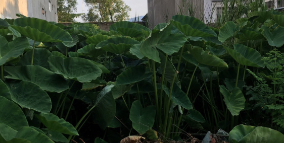 Tôi cần tiền bán gấp lô MT- Nguyễn văn Tạo, 240 m2 Ngay giáo xứ tin mừng 4,35 tỷ