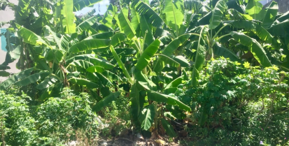 ** BÁN NỀN ĐẸP ĐƯỜNG NGUYỄN TRI PHƯƠNG- AN KHÁNH, NINH KIỀU