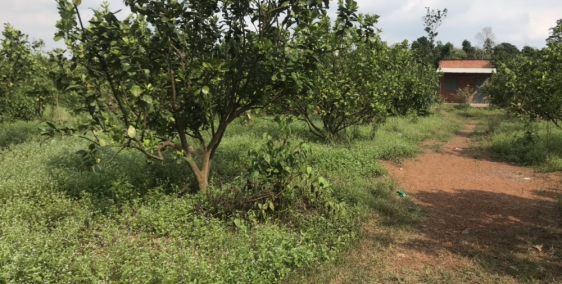 Đất 570m2 sổ hồng riêng , gần đường lộ lớn giá rẻ