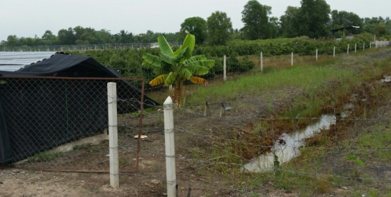 Cần Bán Đất mặt tiền Kênh 2 Đường Vườn Thơm Bình Chánh giá 2,2 tỷ/1000m2