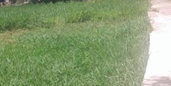 Cho thuê lô đất mặt tiền đường Hà Kỳ Ngộ, mặt bằng rộng rãi, giá thuê rẻ: 30 tri