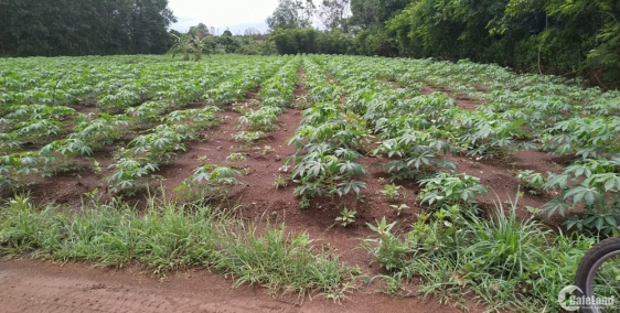 đất sân bay giá thôn quê, Bàu Cạn , Long Thành , Đồng Nai