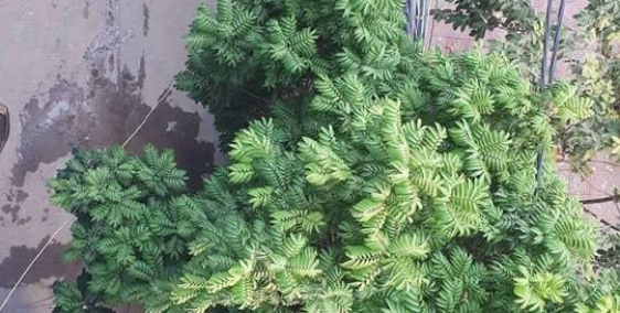 Ô TÔ TRÁNH - KINH DOANH - ĐỐI DIỆN TRƯỜNG - NGUYỄN XIỂN - 39MX4T, CHỈ 2,7 TỶ.