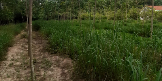 Cần bán đất mặt tiền đường nhựa giá rẻ giáp chợ Bến Cát