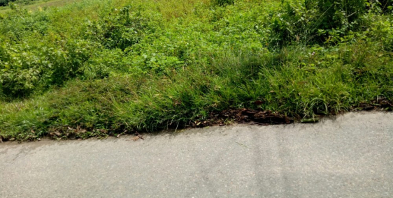 Bất động sản,chính chủ ,tại Củ Chi,bán 1726 m đất,đường Cây Trôm Mỹ Khánh giá rẻ