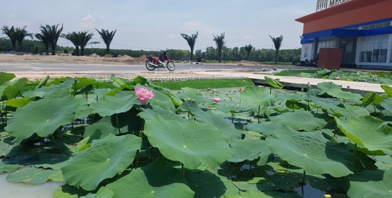 Cấn Sang Lô Đất Thổ Cư, Gần Phà Cát Lái, Ngay Mặt Đường 100M, 749Tr