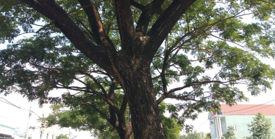 bán lô đất biệt thự cực bự cực rẻ