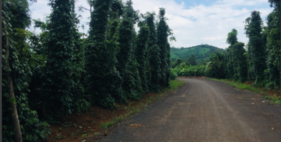 Cần bán 9999.9m2 tại Buôn Ma Thuột, tỉnh Đăk Lăk. LH ngay: 0935.975.676