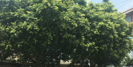 CHO THUÊ NHÀ MẶT TIỀN MÊ LINH, 6 TẦNG, 170M2 GIÁ 40TR. LH: 0986454393-0986797222