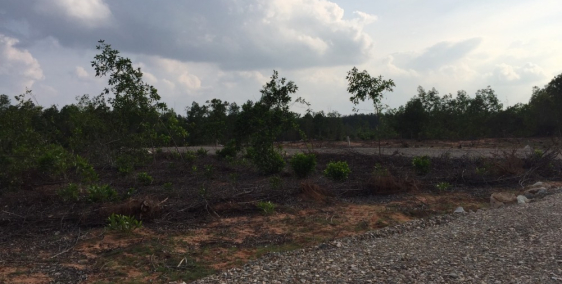 Tôi có một lô đất chính chủ cần bán gấp