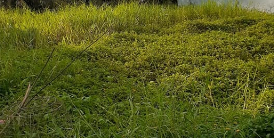 CẦN BÁN GẤP 300 M2 CÓ THỔ CƯ..CHÍNH CHỦ , MỸ HÒA XÃ MỸ PHONG...TỈNH LỘ 879...