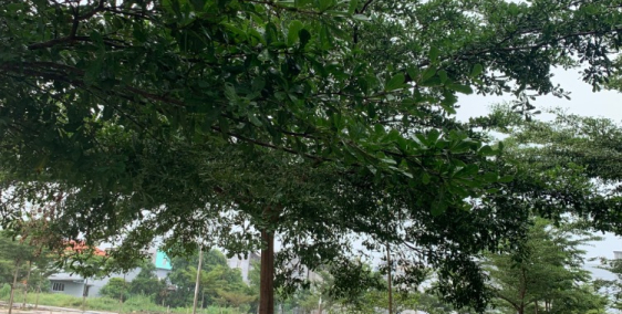 Bán lô đất đẹp như Ngọc Trinh ở quận 7 có sỏ riêng