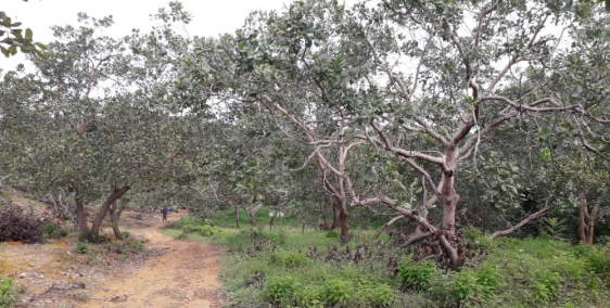 Bán vườn cao su và điều có nhà cấp 4 giá chỉ 3 tỷ tại Đoàn Kết, Bù Đăng