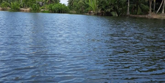 Bán gấp vài lô đất nông nghiệp xã Phú Đông,750tr tới 900tr đất CLN