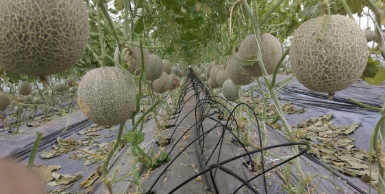 Mua đất Bình Châu tặng chuyến du lịch Thái Lan 6 ngày chỉ với 1,5tr/m2