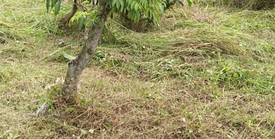 Cho thuê 10.000m2 đất thổ vườn, đối diện VinCity-Vinhomes, Quận 9