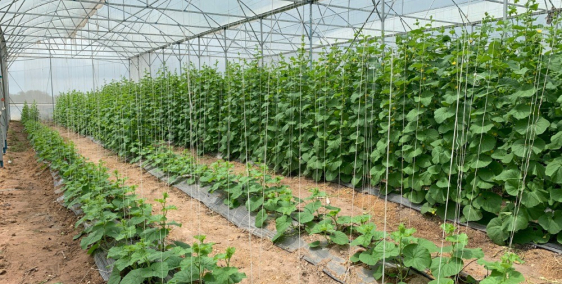 Trang Trại Nông Nghiệp Kết Hợp Nghĩ Dưỡng. Có sổ và pháp lý rõ ràng...