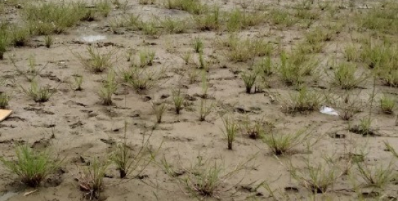 Bán đất thổ cư 480tr/ nền - 100m2 Có Sổ Hồng Riêng chính chủ !