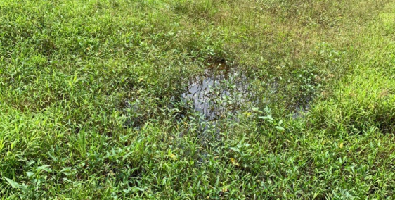 ĐẤT 5,6 x 20 QUẢNG TRƯỜNG, Mỹ Tho . Đã có SHR, Thổ cư 100%. Giá 430tr